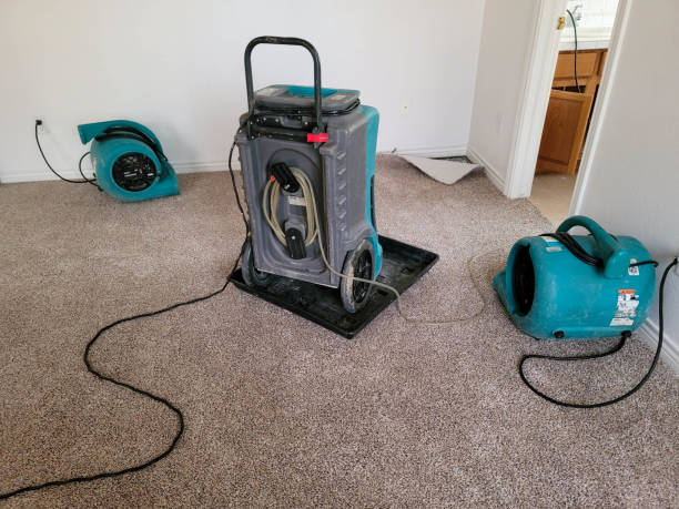 Best Mold removal after water damage  in Greenup, KY